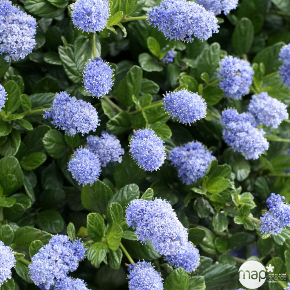 Ceanothus thyrsiflorus ' Repens ' : ctr 7 litres (bleu pâle)