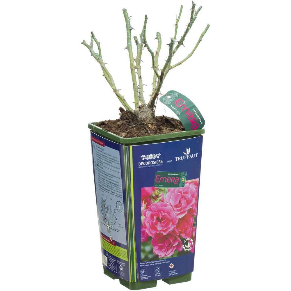Rosier couvre-sol Décorosier® 'Emera®' (Noatraum) : pot de 3 litres