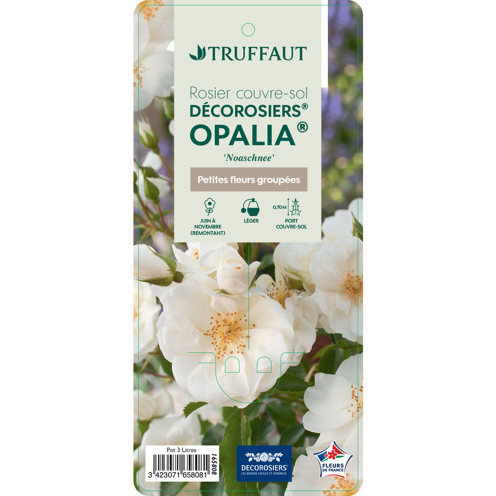 Rosier couvre-sol Décorosier® Opalia® (Noaschnee) : pot de 3 litres