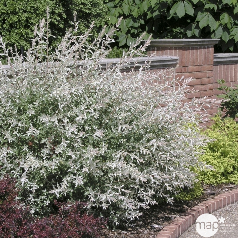 Salix integra ' Hakuro Nishiki ' : ctr 7 litres