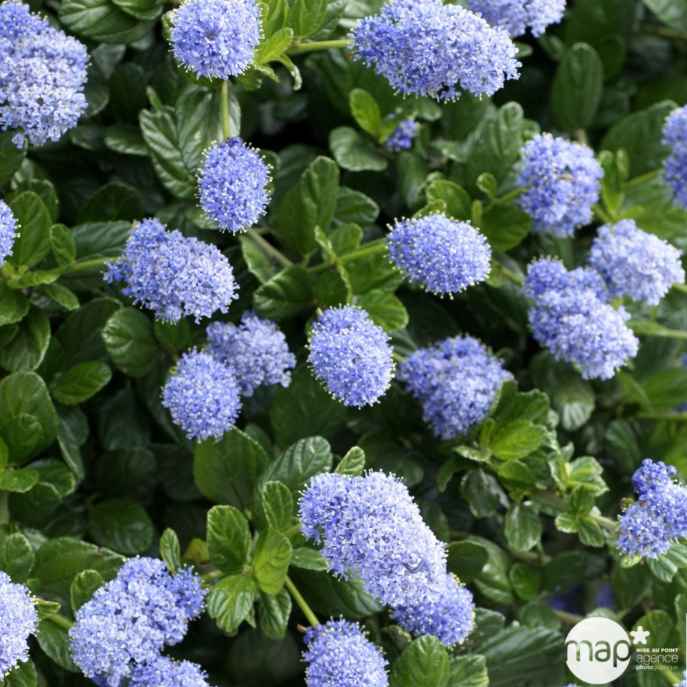 Ceanothus thyrsiflorus ' Repens ' : H. 40/60 cm : ctr 4 L (bleu pâle)