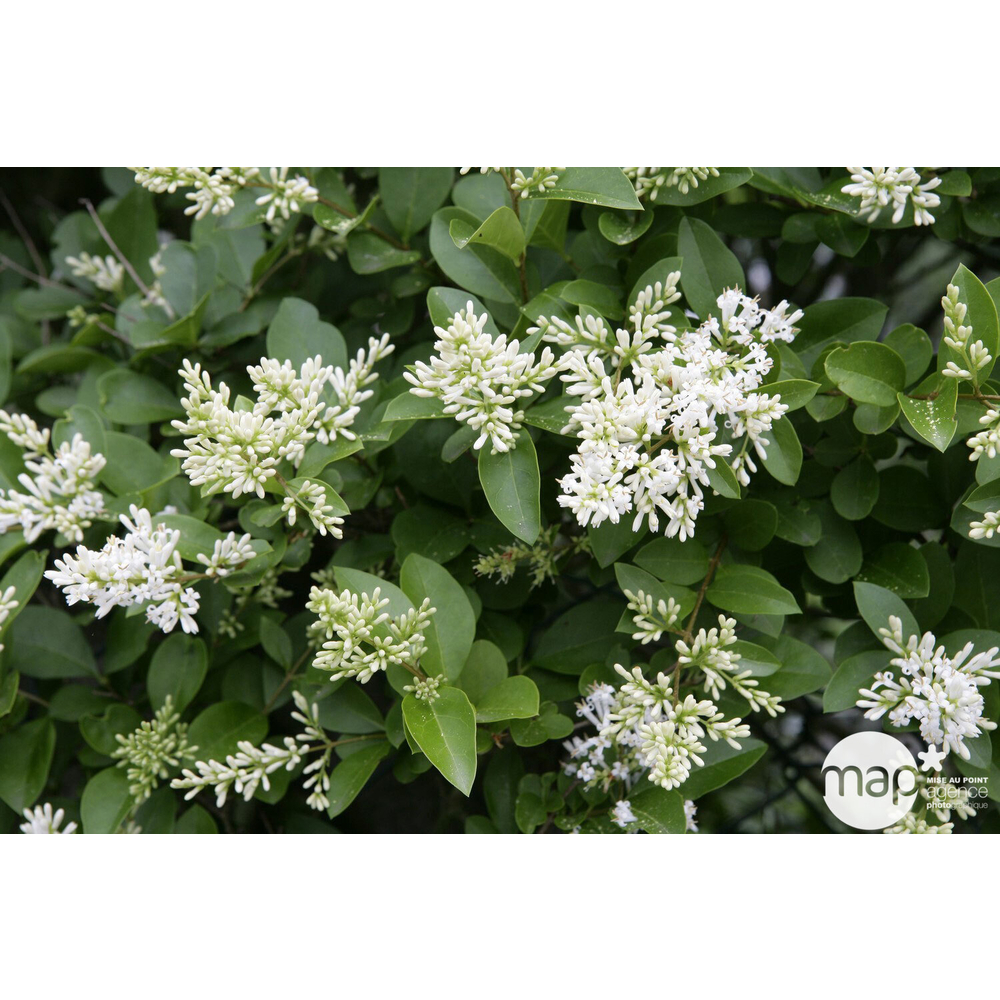 Ligustrum ovalifolium : pot 2L