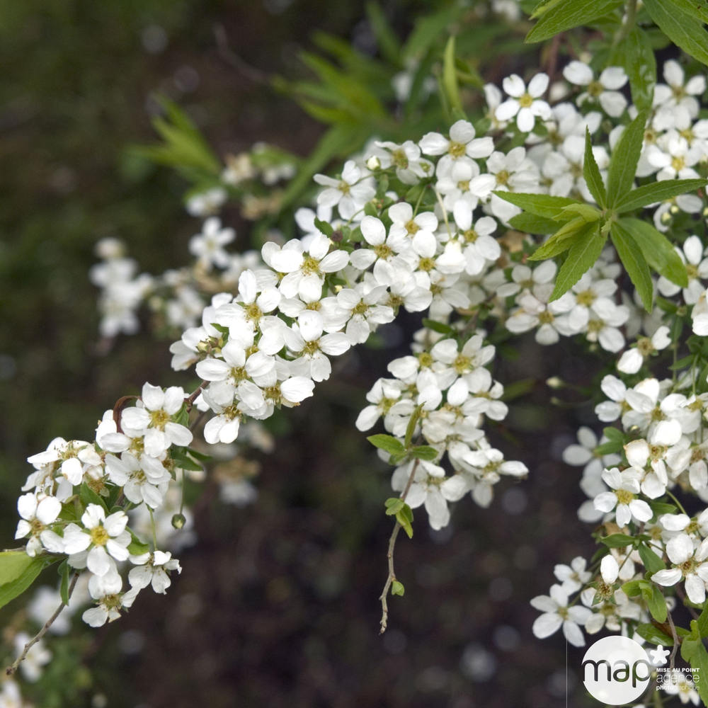 Spiraea thumbergei : conteneur 7L