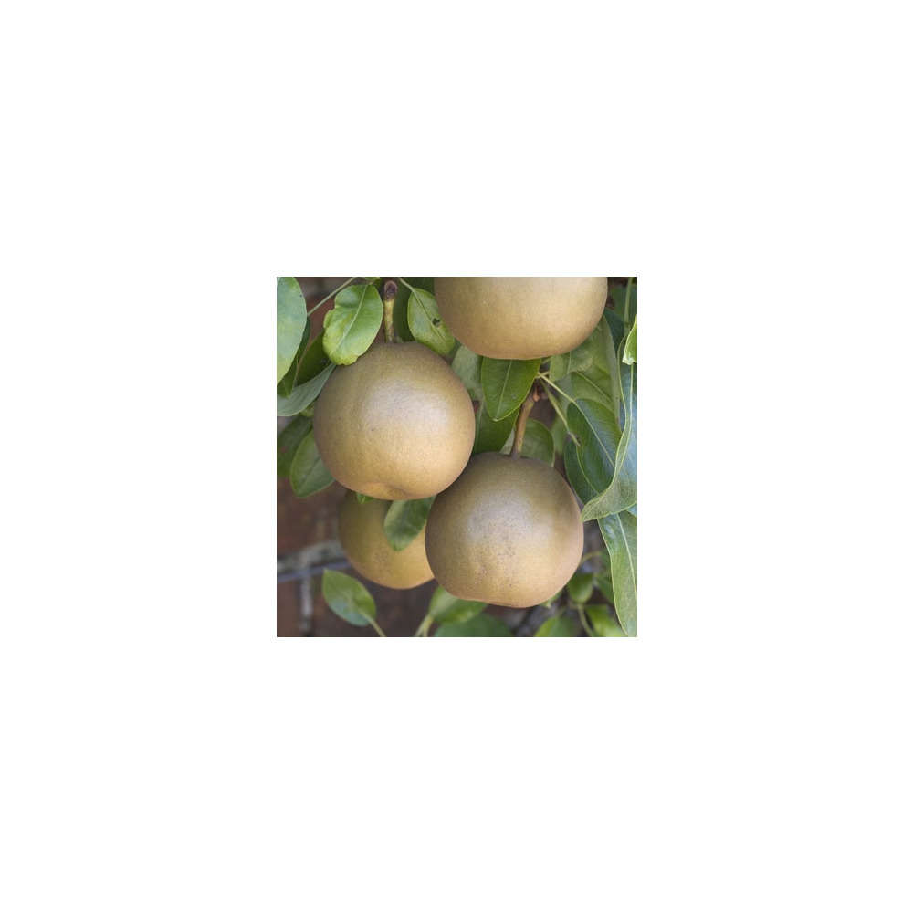 Poirier Beurré d'Aremberg : palmette verrier prêt à planter