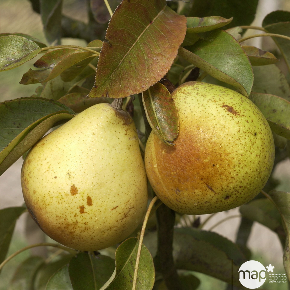 Poirier Soldat Laboureur : palmette verrier prêt à planter