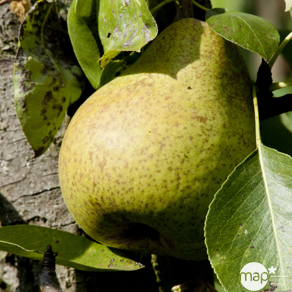Poirier Conseiller à la Cour : palmette verrier