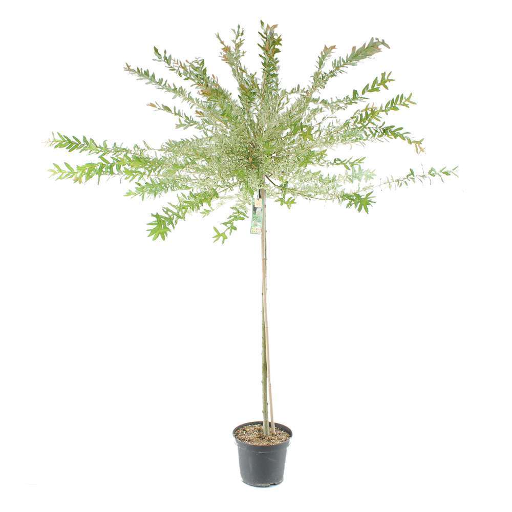 Salix integra ' Hakuro Nishiki ' : ctr 10 litres