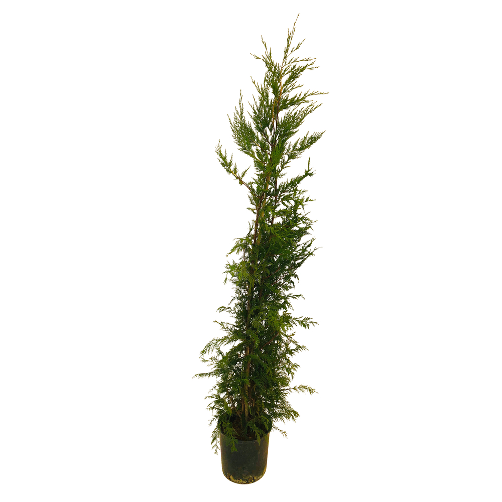 Cupressocyparis Leylandii : H. 125/150 cm, pot 10L