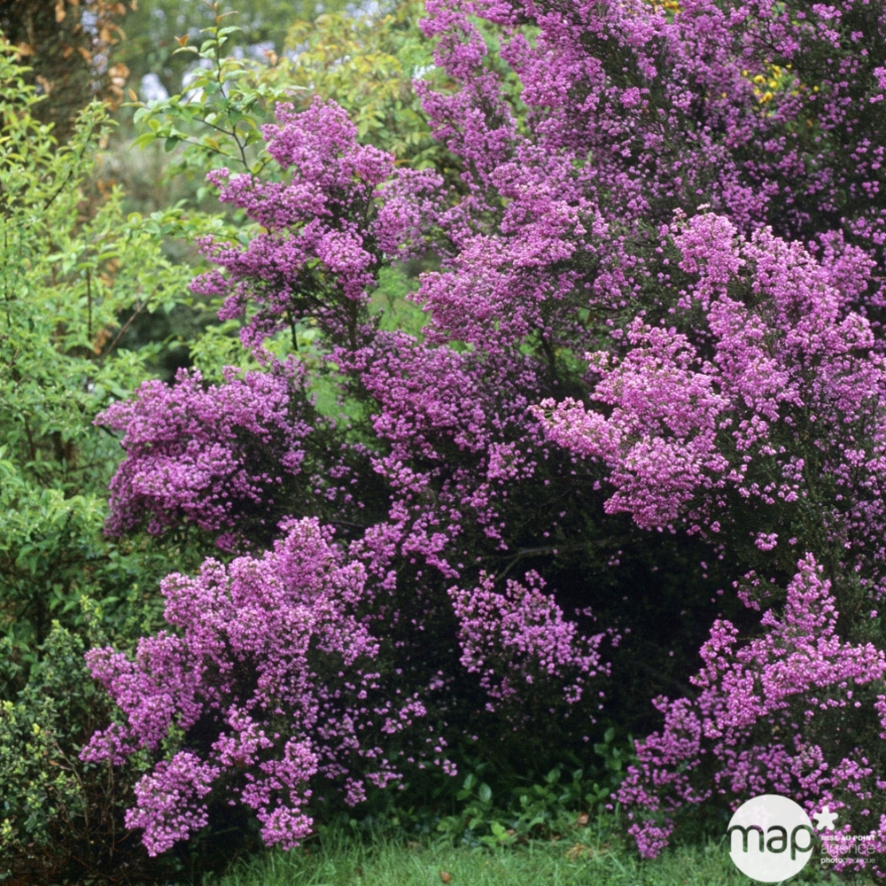 Erica mediterranea : H 30/40 cm, ctr 3 L