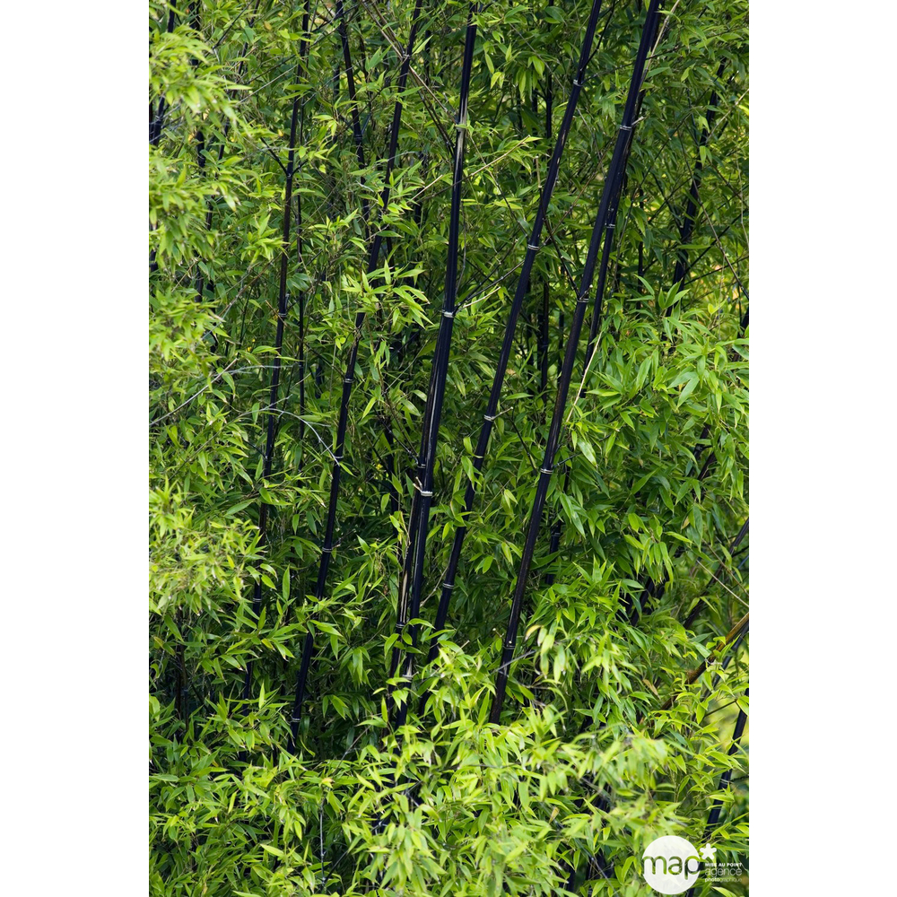 Bambou moyen phyllostachys nigra: pot de 70 litres