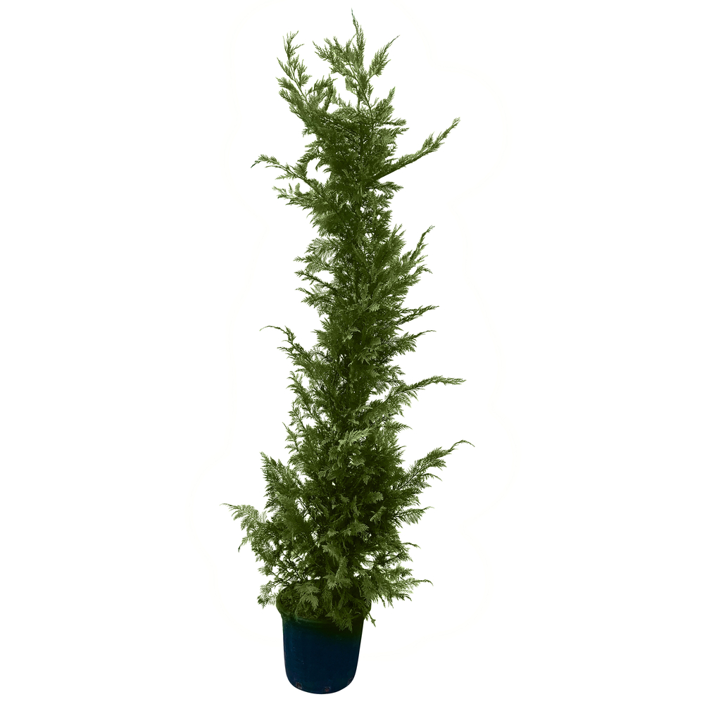 Cupressocyparis Leylandii : H. 200/250 cm, pot 25L