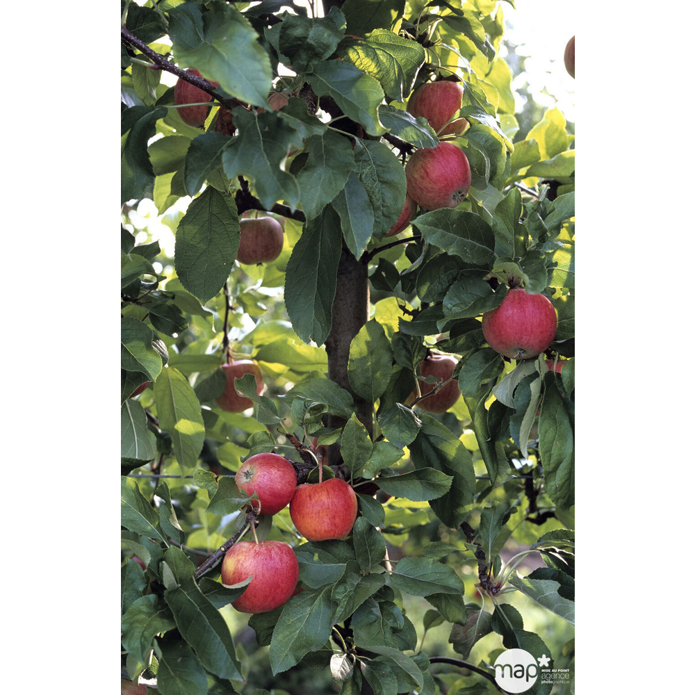 Pommier Royal Gala : gobelet 3 ans d'âge conteneur