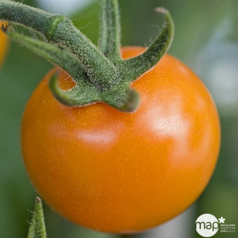 Plant de tomate jaune 'Sungold' F1 : pot de 0,5 litre