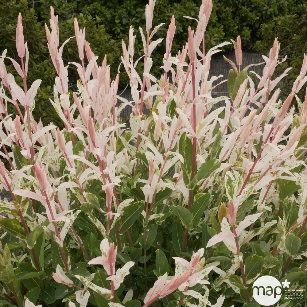Salix integra ' Hakuro Nishiki ' : ctr 5 litres
