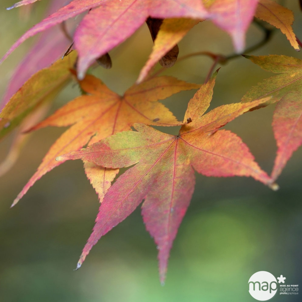 Acer palmatum TRUFFAUT : ctr 30 L - Variétés variables