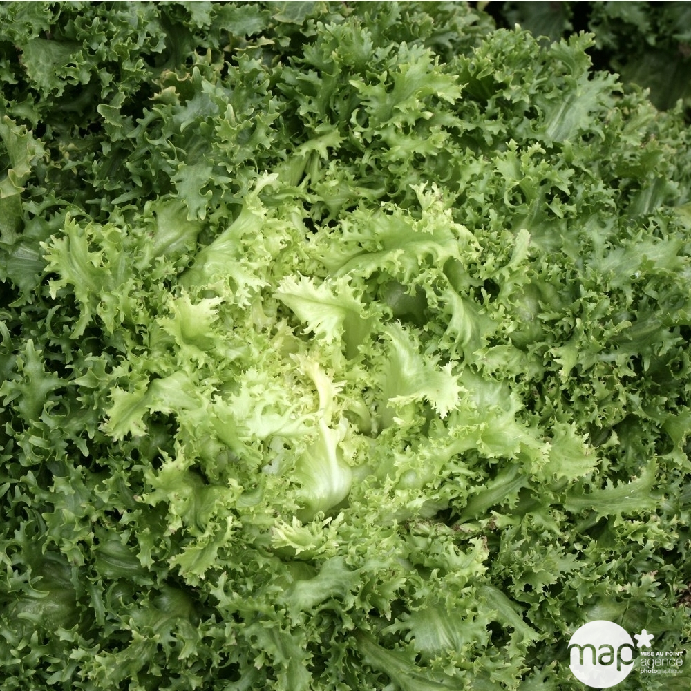 Plants de chicorées frisées 'Minerva' : barquette de 12 plants