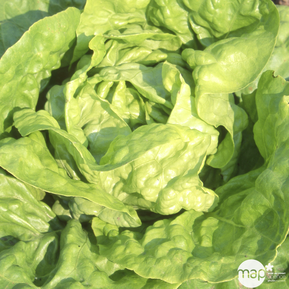 Plants de laitues pommée 'Kendo' : barquette de 12 plants