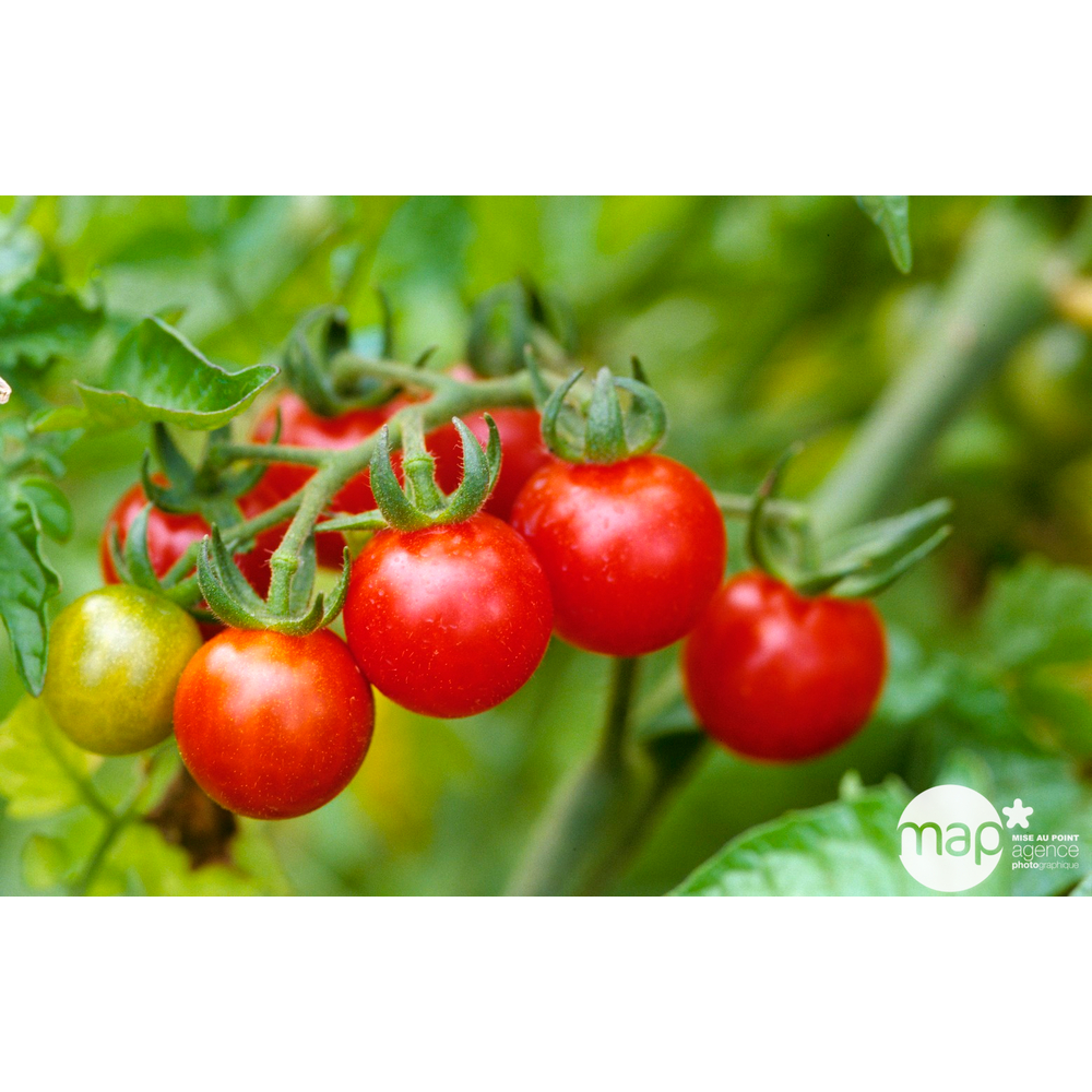 Plant de tomate cerise rouge 'Apéro' F1 : pot de 0,5 litre