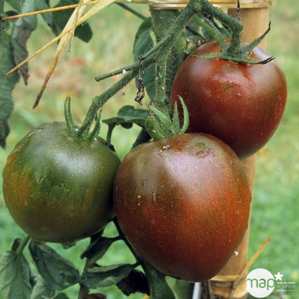 Plants de tomates 'Noire de Crimée' : barquette de 6 plants
