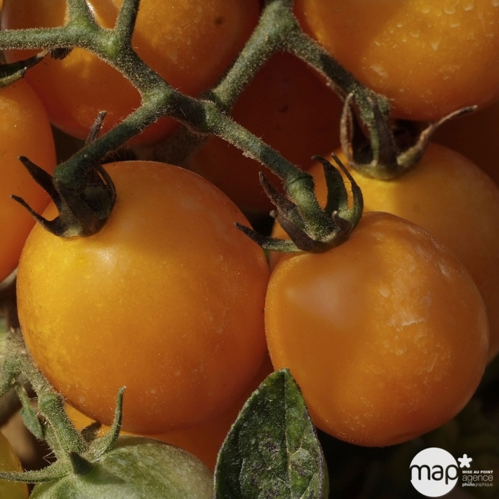 Plant de tomate 'Gold Nugget' : pot de 0,5 litre