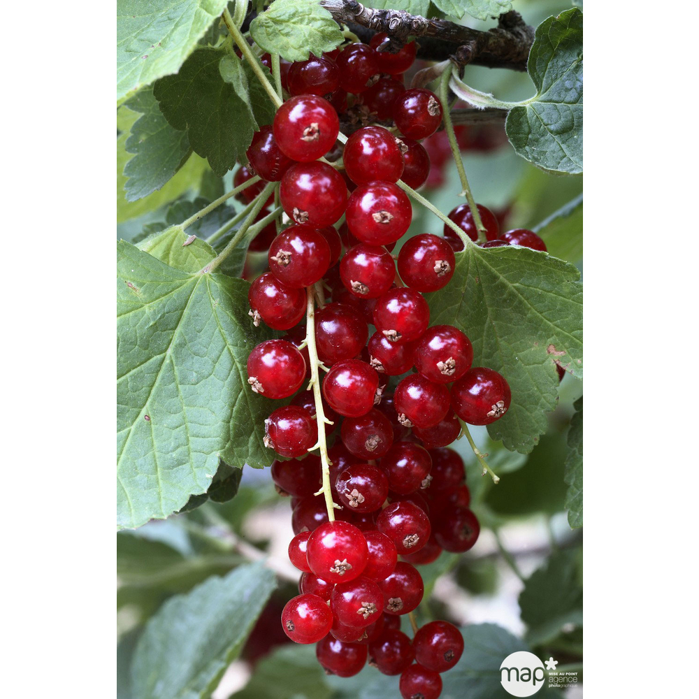 Groseillier à grappes 'Jonkheer van Tets' : pot de 4,5 litres