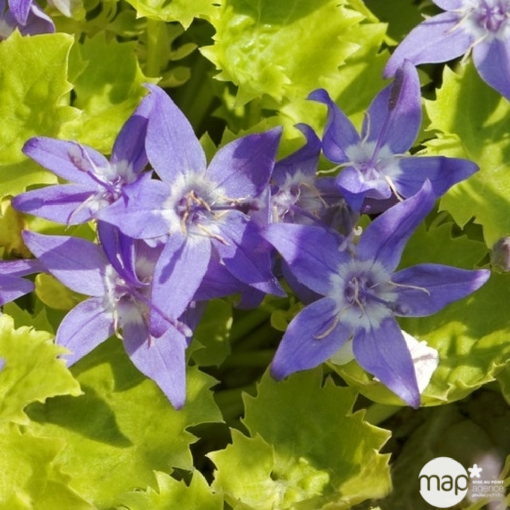 Campanule Dickson's Gold : godet vert