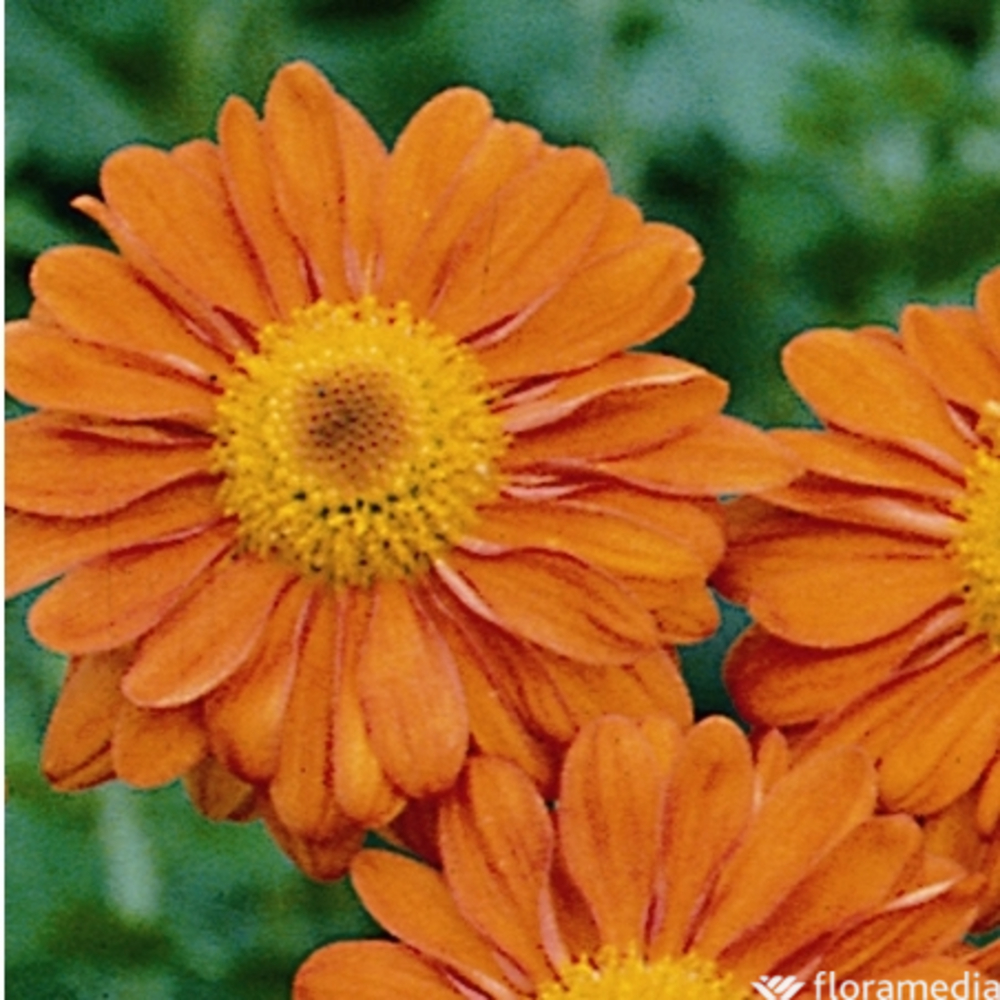 Chrysanthème Scarlet : godet vert