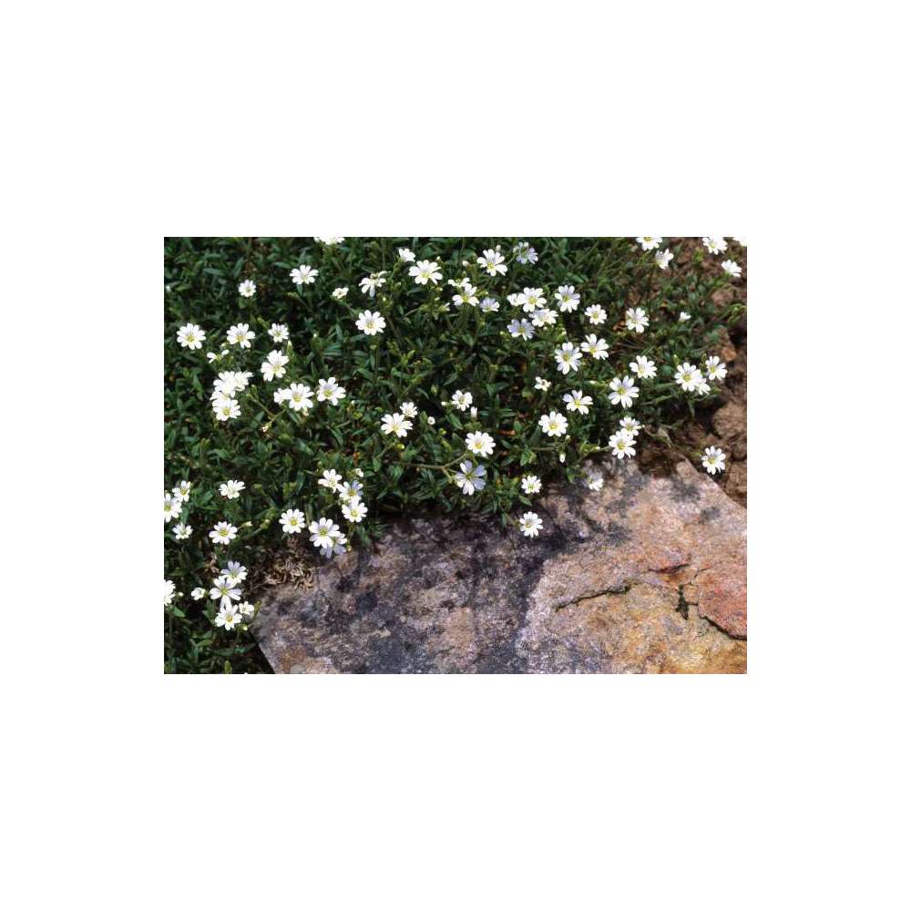 Corbeille d'argent : en godet vert