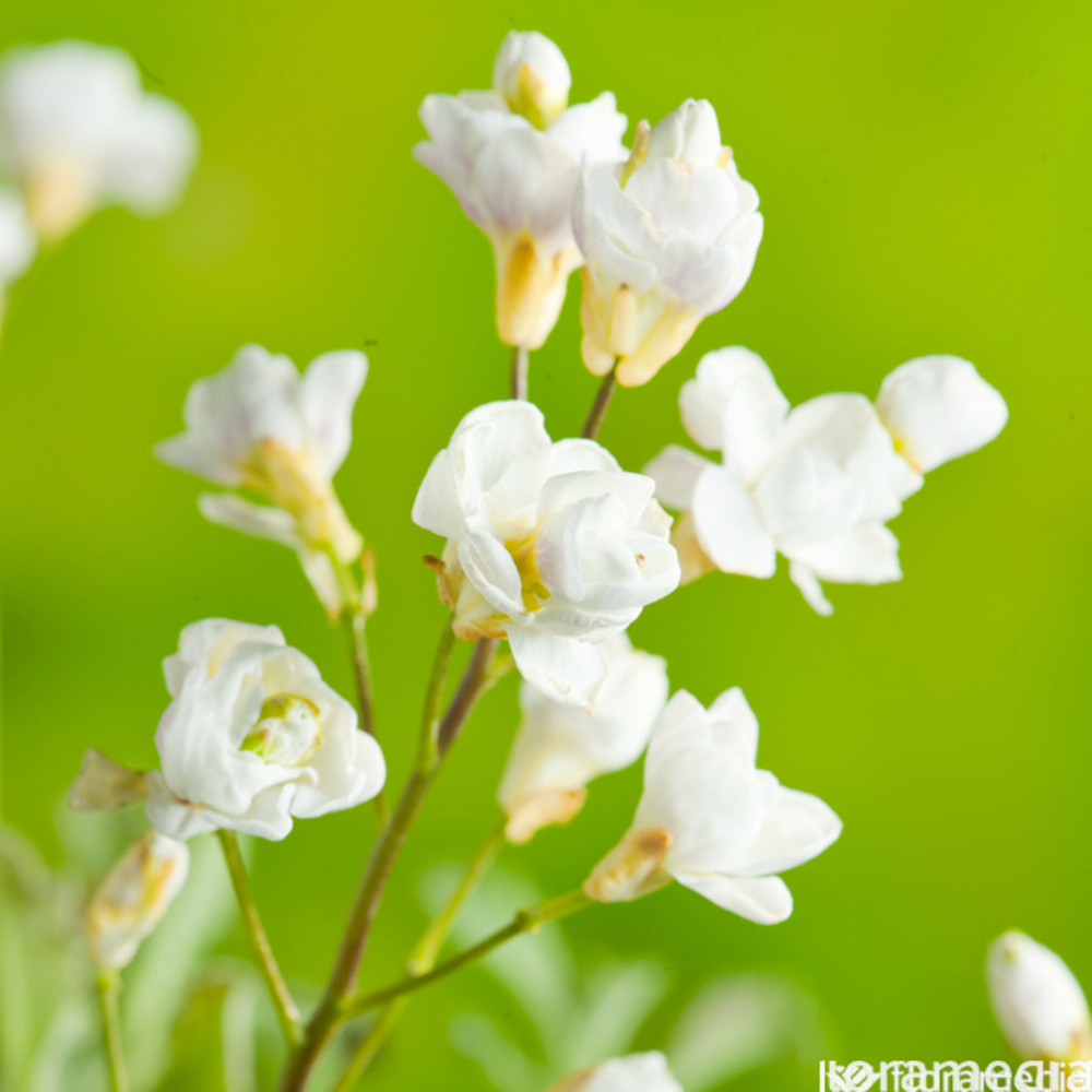 Corbeille d'argent double Plena : en godet vert