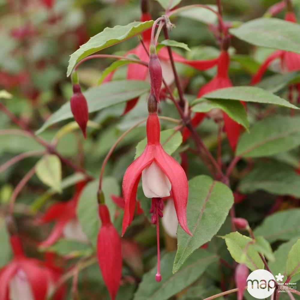 Fuchsia 'Mme Cornelissen' : Pot 2L