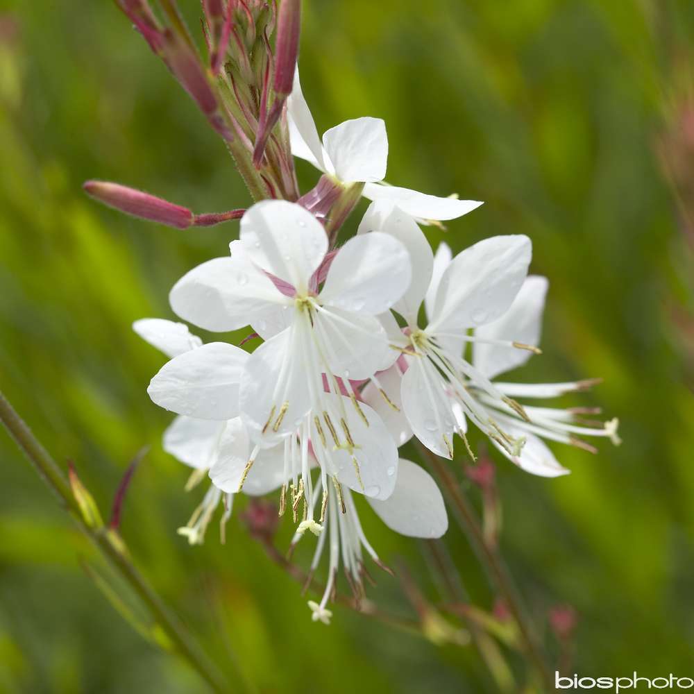 Gaura : godet vert