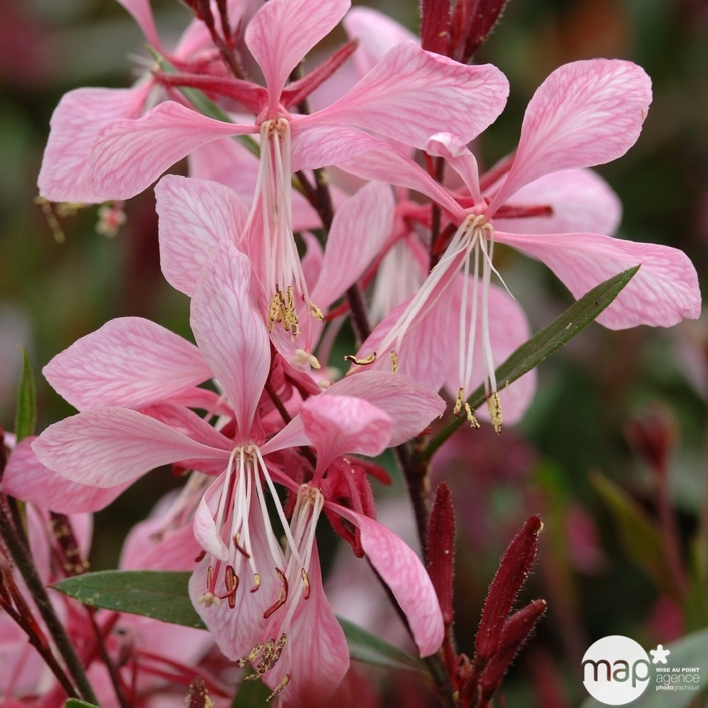 Gaura Passionate Pink : godet vert