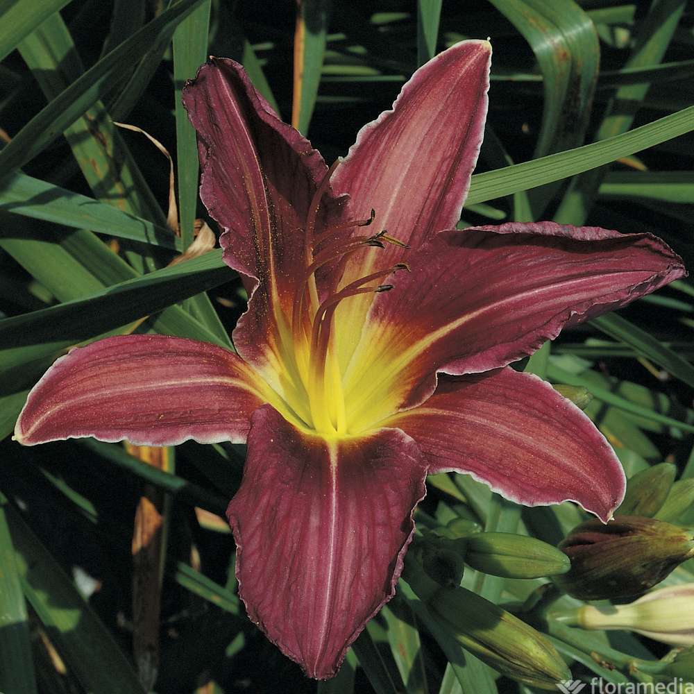 Hémérocalle Crimson Glory : godet rouge