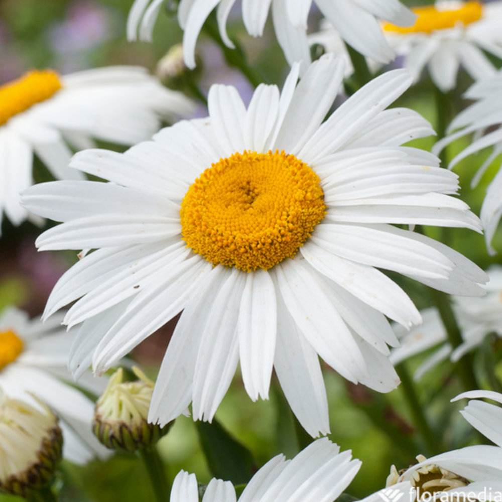 Marguerite Etoile d'Anvers : godet vert