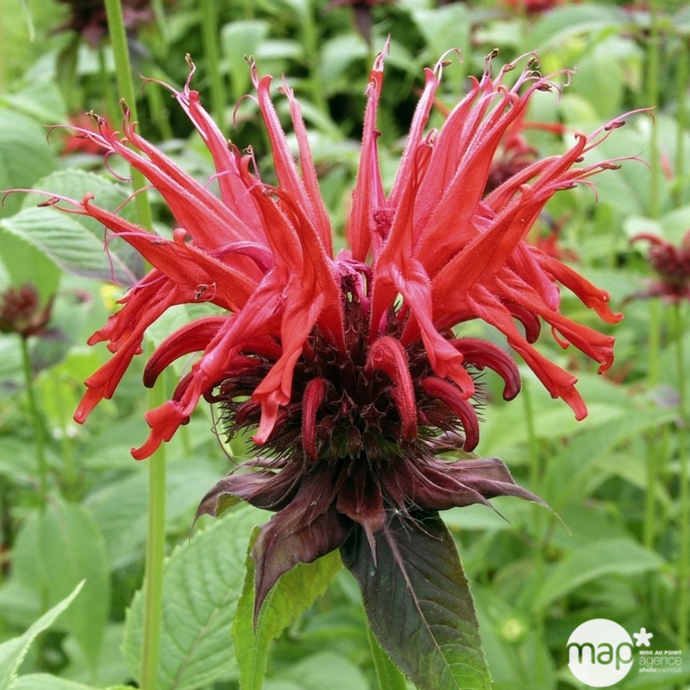Monarde Cambridge Scarlet : godet vert