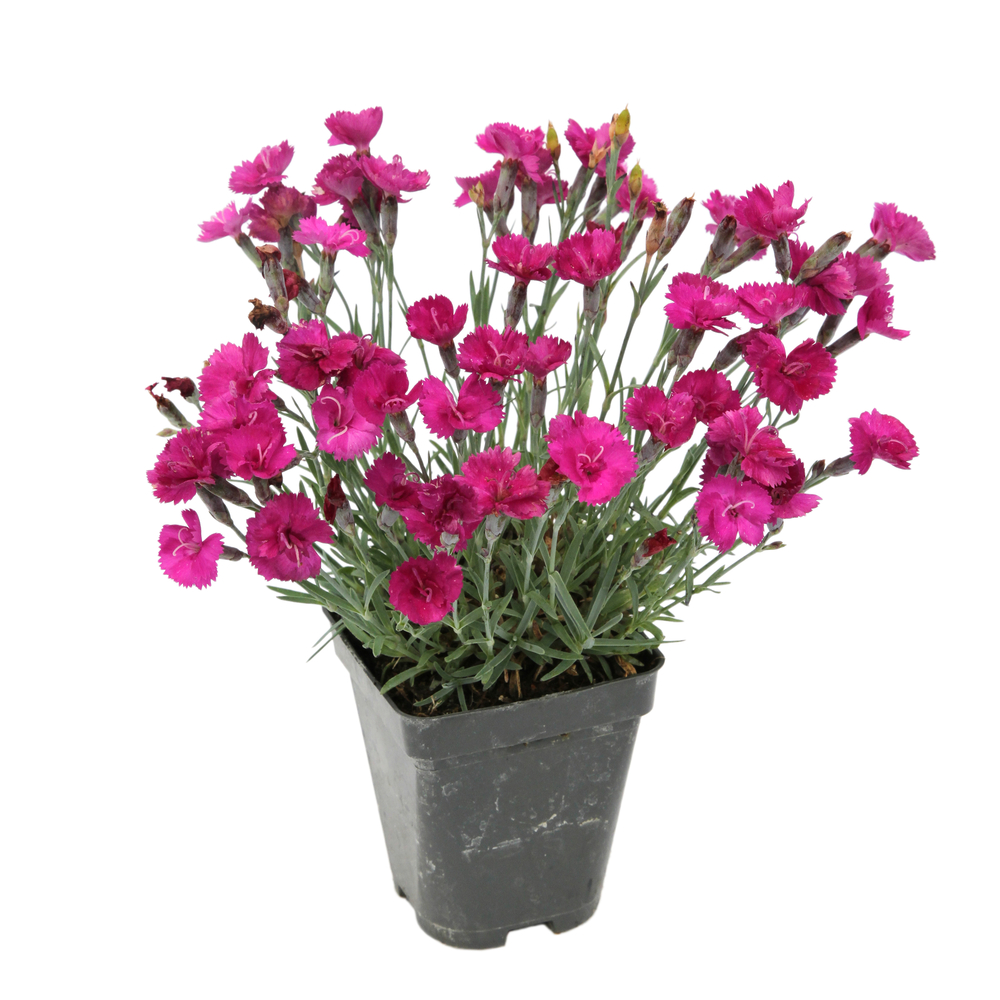 Œillet nain Warden Hybrid : godet vert