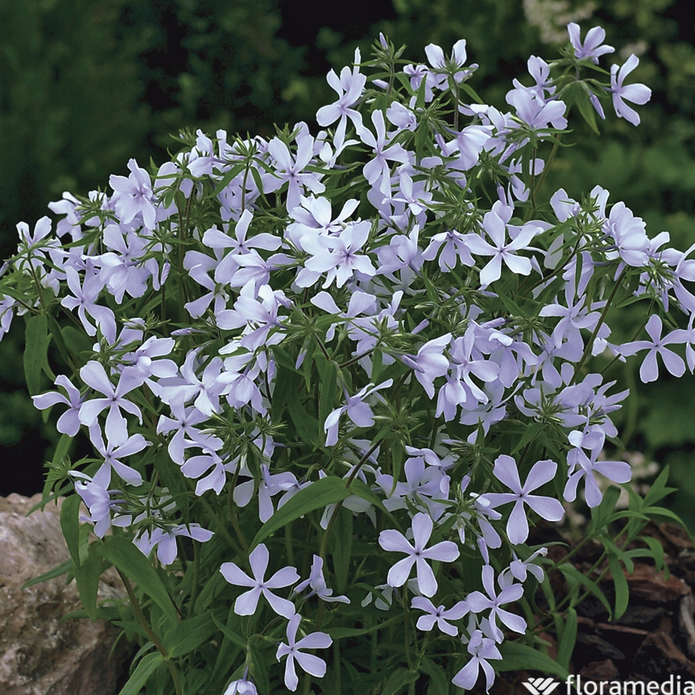 Phlox divarique : godet vert