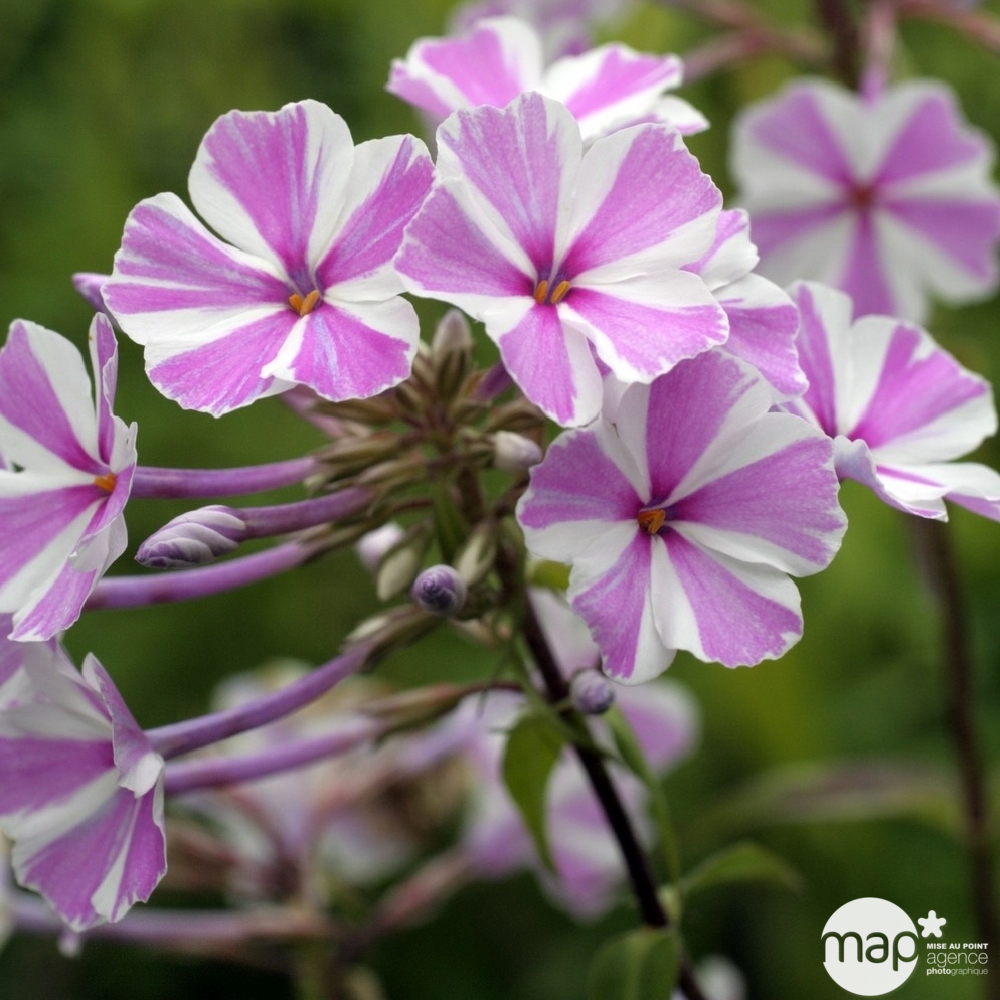 Phlox maculé Natascha : godet vert