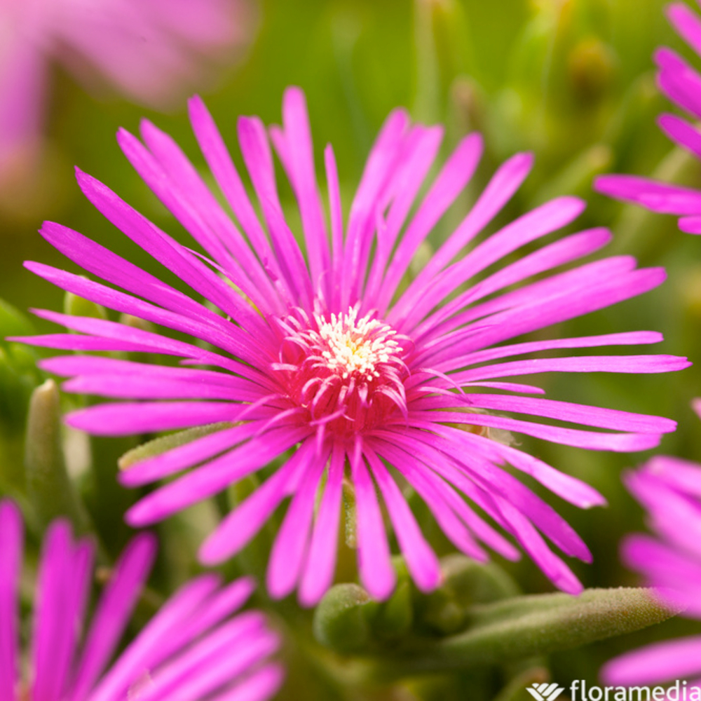 Delosperma vivace carmin : godet vert