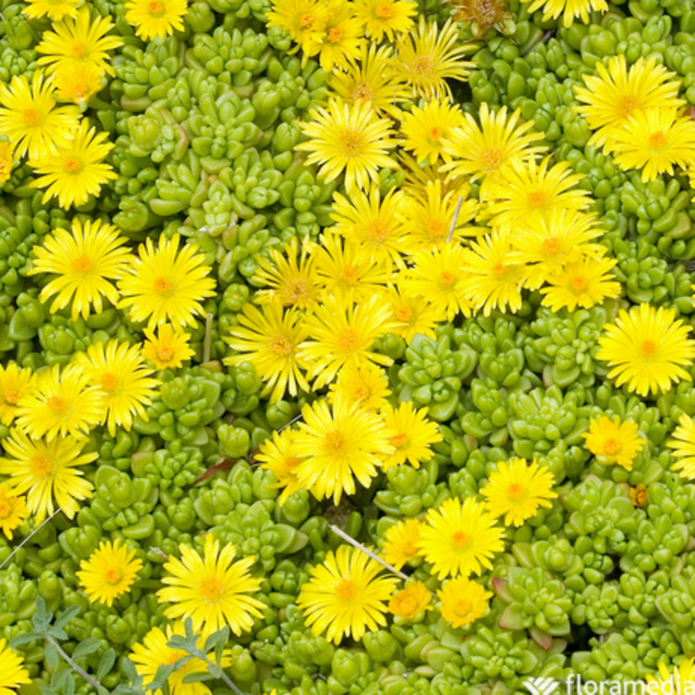 Delosperma vivace jaune : godet vert