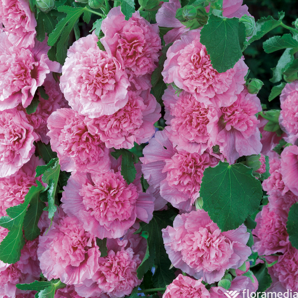 Rose trémière double rose : godet vert