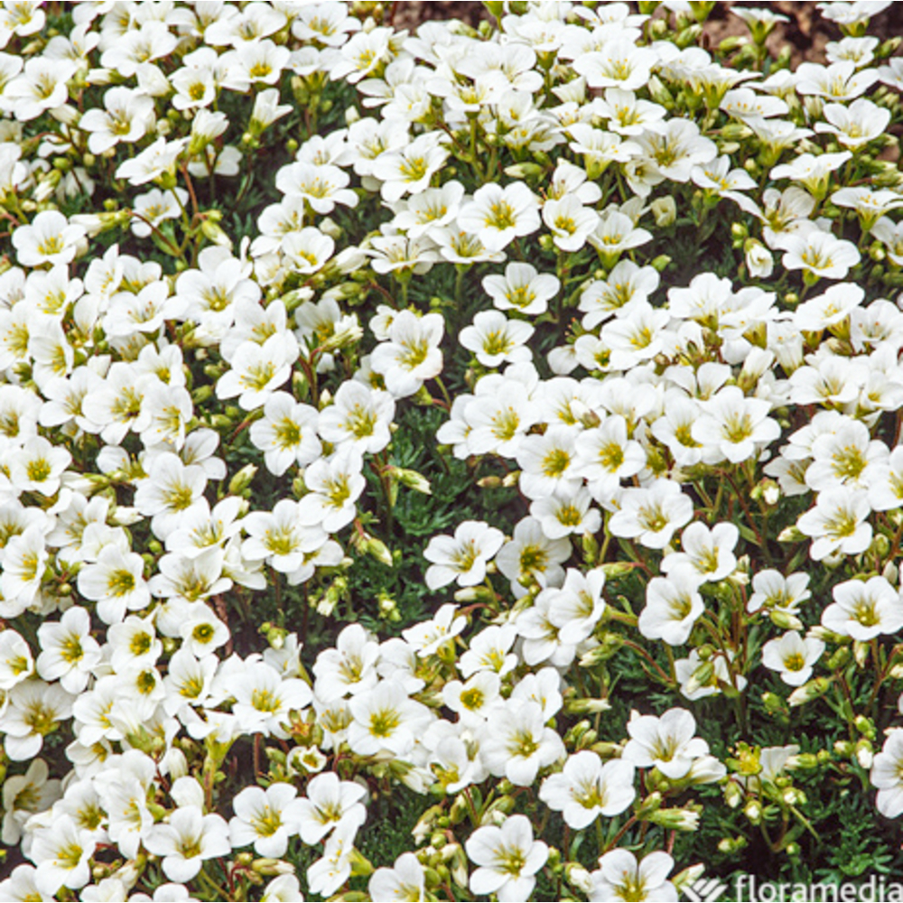 Saxifrage-mousse blanc : godet vert