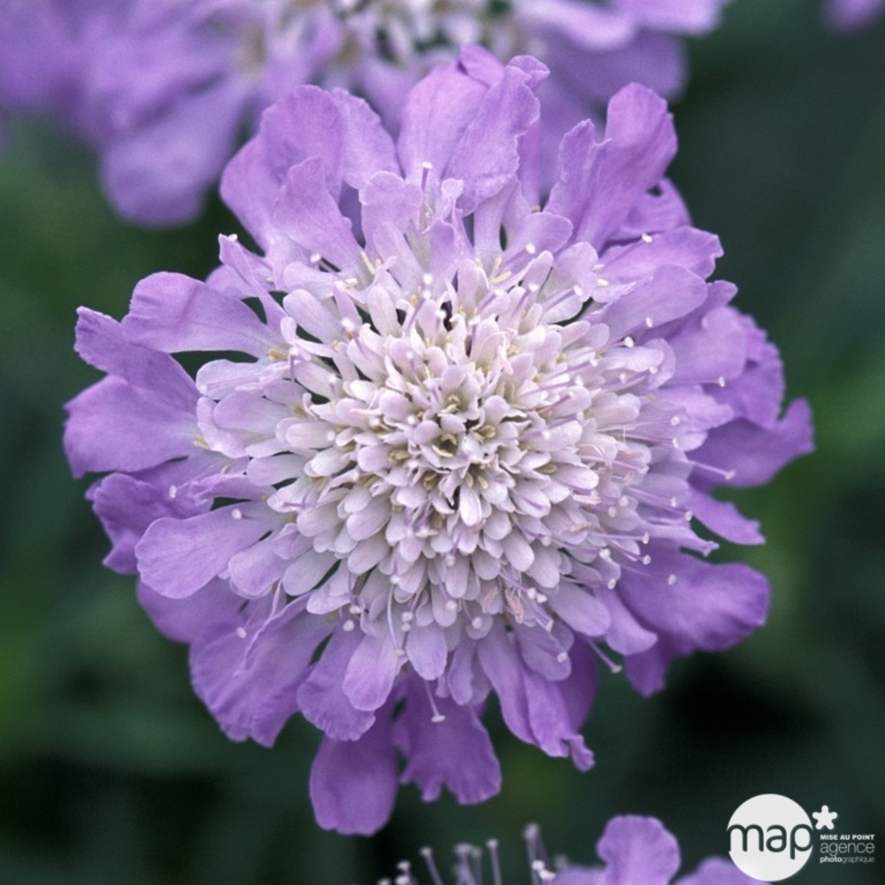 Scabieuse naine Butterfly Blue : godet rouge