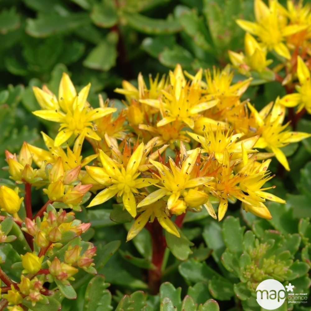 Sédum Weihenstephaner Gold : godet vert