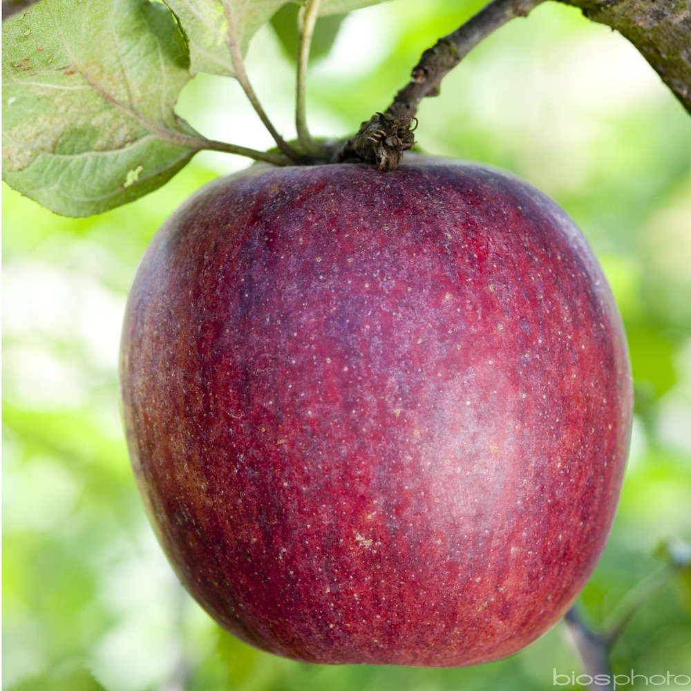 Pommier Colapuy : palmette verrier prêt à planter