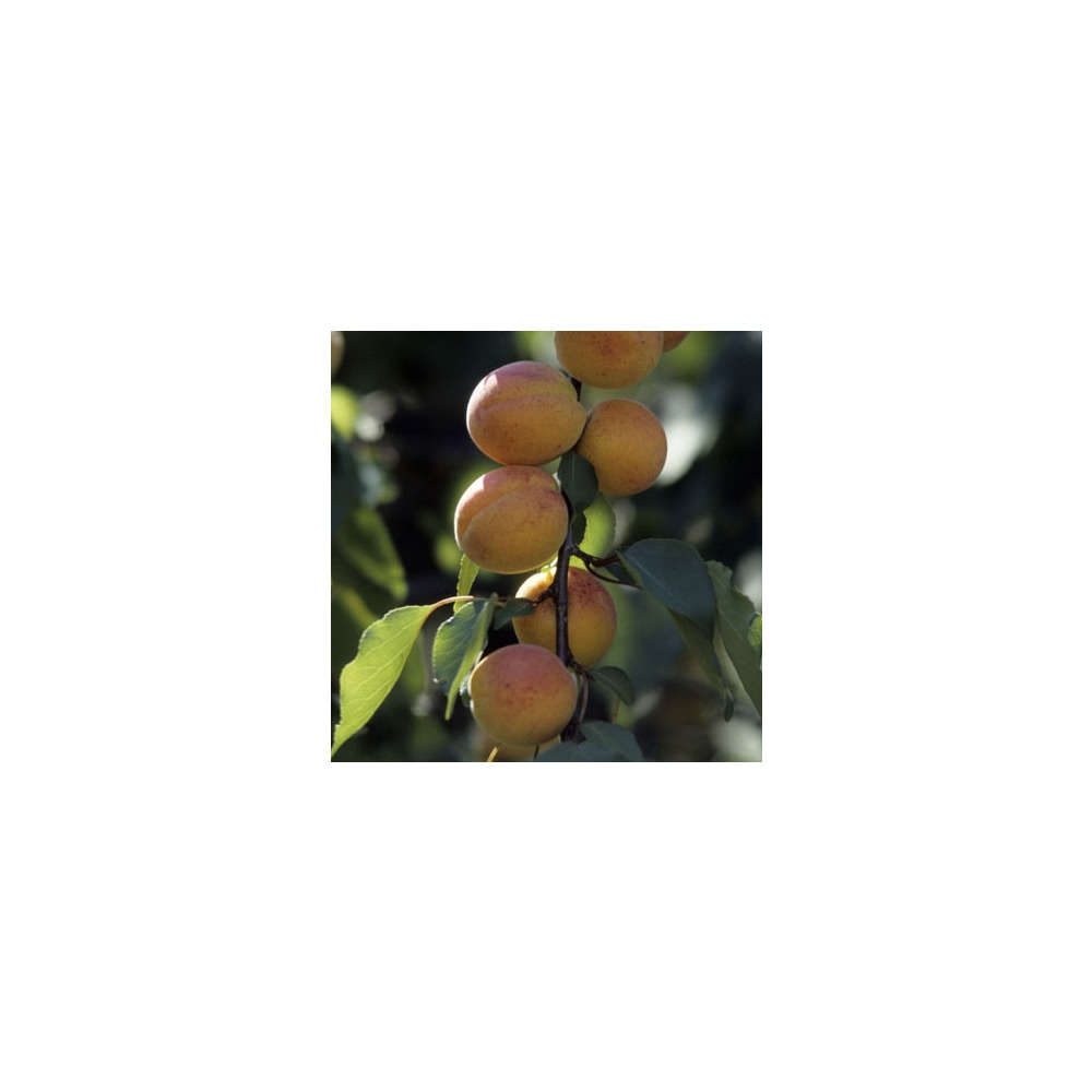 Abricotier rouge du Roussillon : gobelet 2 ans d'âge ctr 7,5 litres