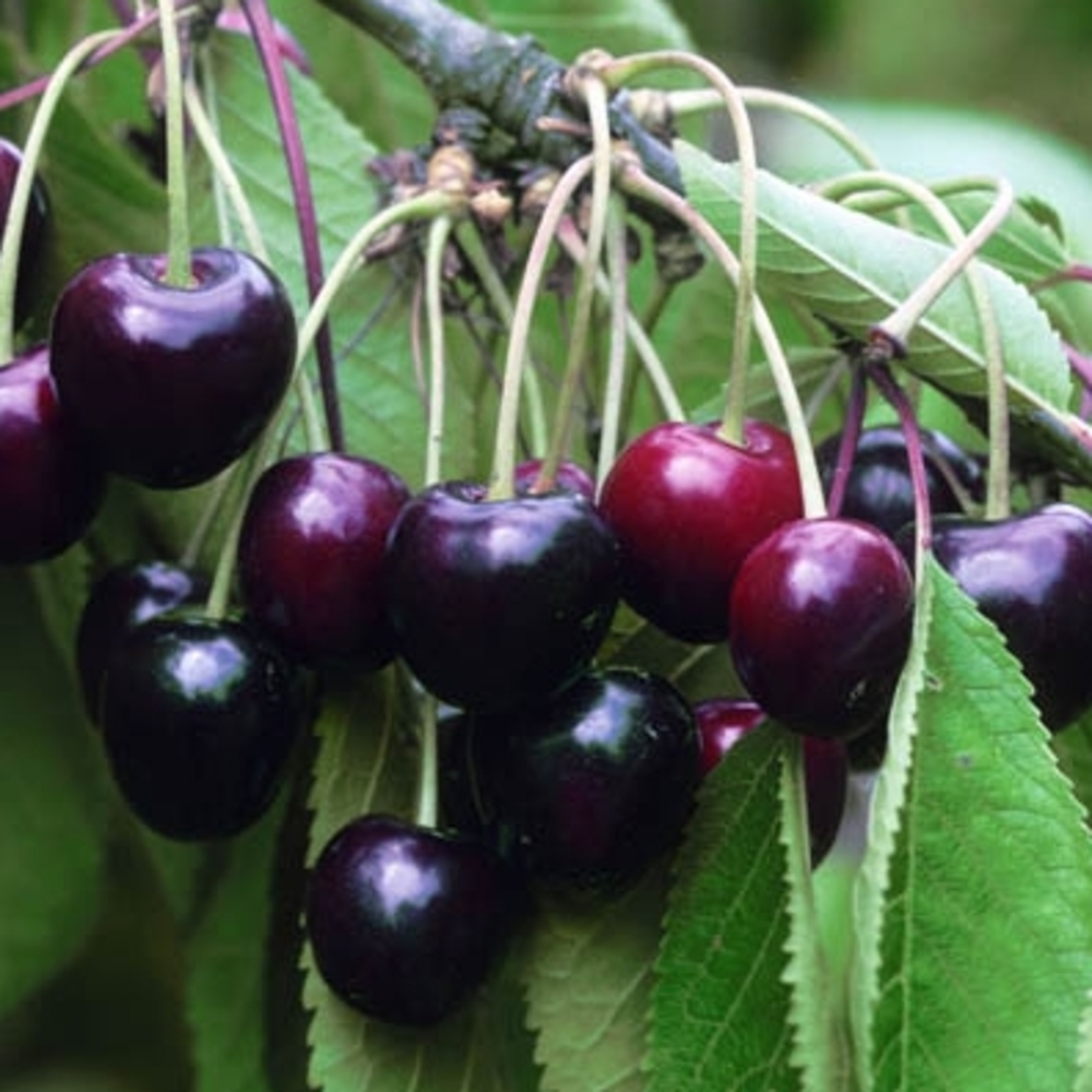 Cerisier Bigarreau Summit : demi tige ctr