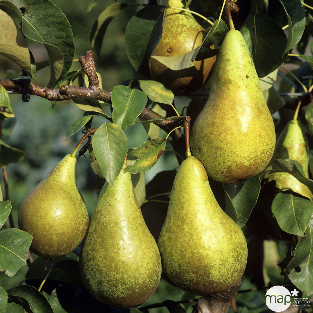 Poirier Conférence : demi tige ctr