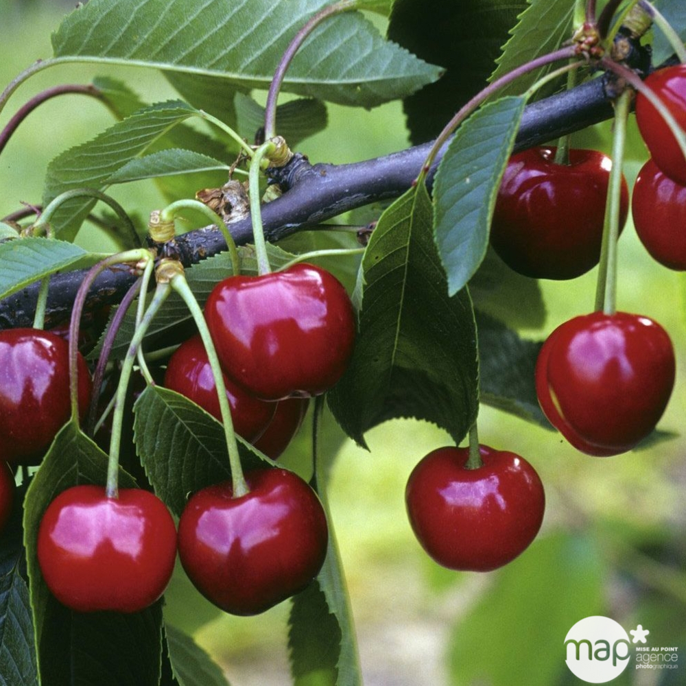 Cerisier Bigarreau Burlat : demi tige - ctr