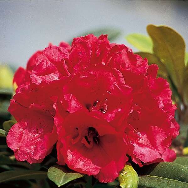 Rhododendron hybride : 4 litres - H. 30/40 cm